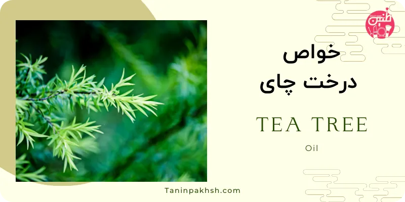 معجزه درخت چای tea tree برای مو، پوست و بدن